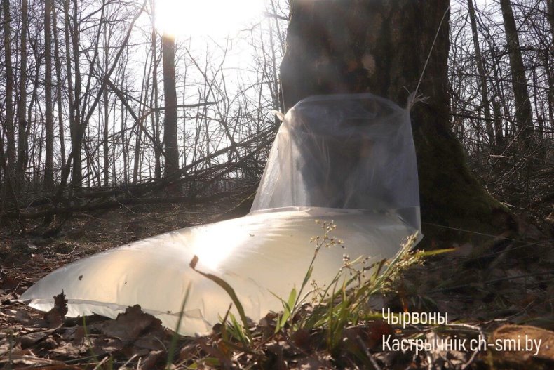 В Октябрьском лесхозе идет активная  заготовка березового сока. - 5360161187463