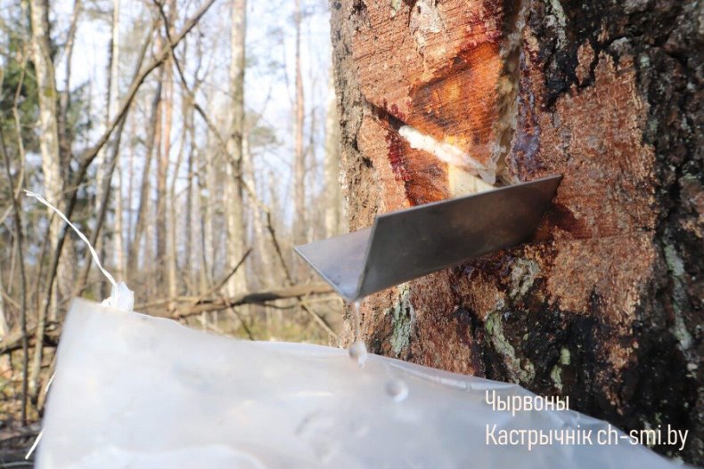 В Октябрьском лесхозе идет активная  заготовка березового сока. - 5360161188999