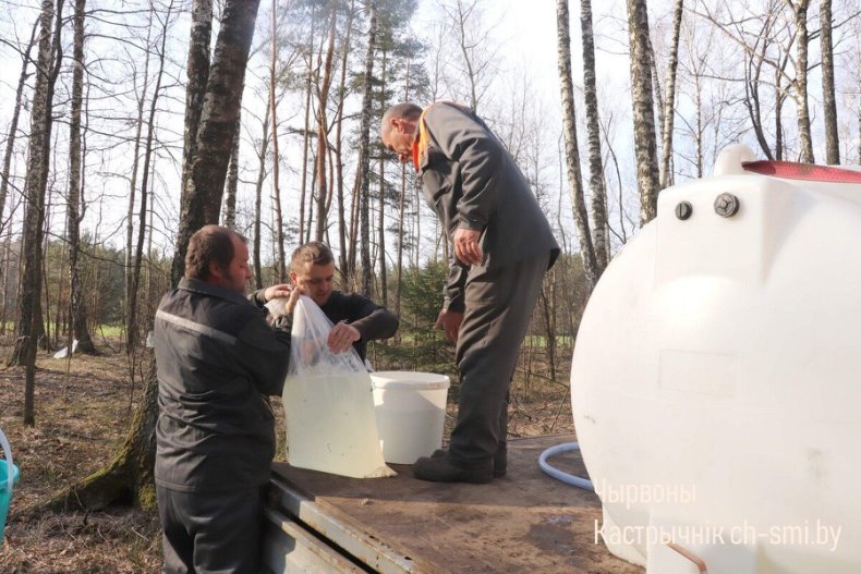 В Октябрьском лесхозе идет активная  заготовка березового сока. - 5360161187207