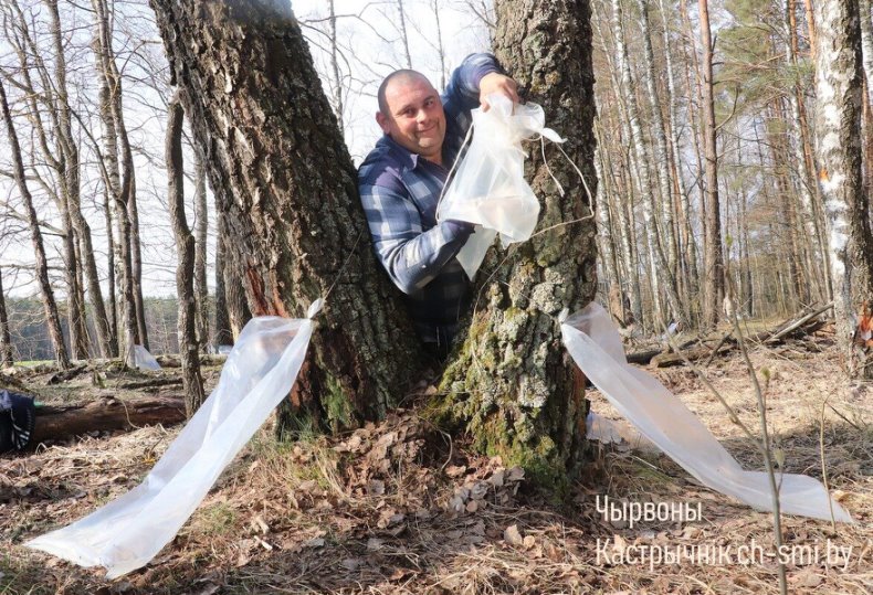В Октябрьском лесхозе идет активная  заготовка березового сока. - 5360161186951