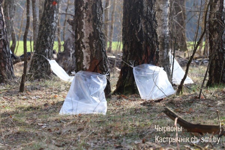 В Октябрьском лесхозе идет активная  заготовка березового сока. - 5360161188487