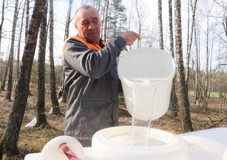 В Октябрьском лесхозе идет активная  заготовка березового сока. - 5360161186695