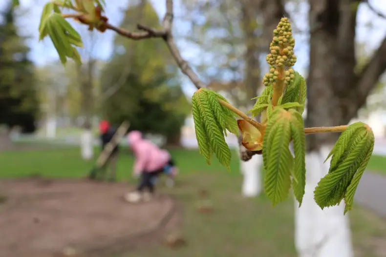 В Год белорусской женщины  в центре горпоселка Октябрьский активистки первичек районной организации общественного объединения   "Белорусский союз женщин", возглавляет которую Валентина Шлапакова, обновляют клумбу. - 5360422006407