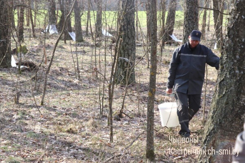 В Октябрьском лесхозе идет активная  заготовка березового сока. - 5360161185927