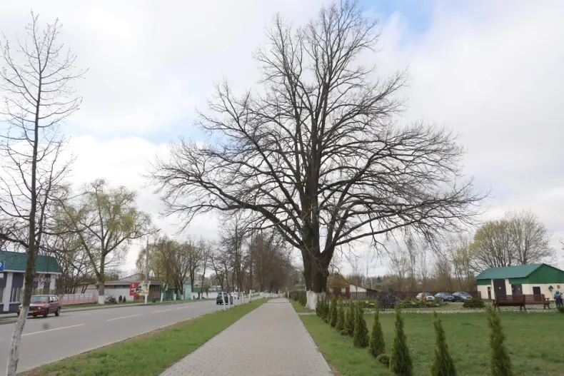 В Октябрьском проходит республиканский субботник. - 5360349444999