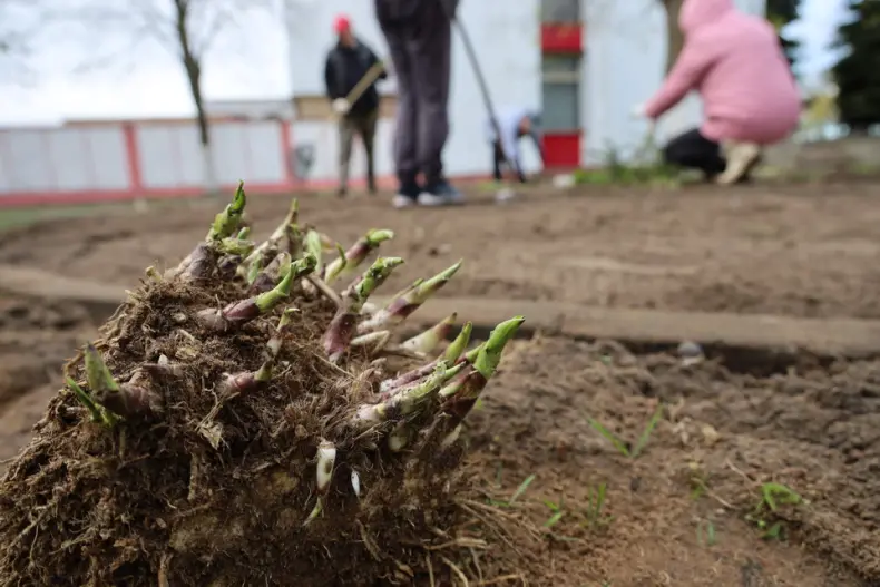 В Год белорусской женщины  в центре горпоселка Октябрьский активистки первичек районной организации общественного объединения   "Белорусский союз женщин", возглавляет которую Валентина Шлапакова, обновляют клумбу. - 5360422009991
