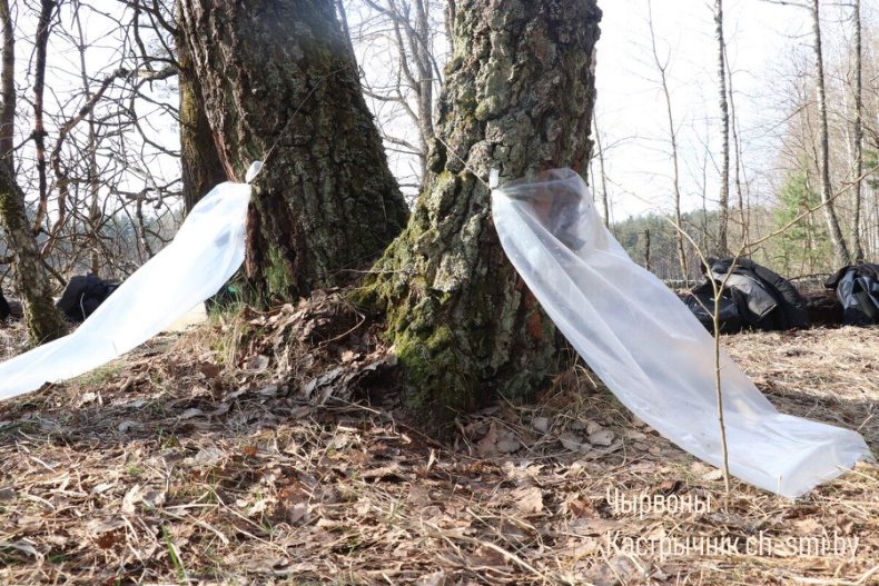 В Октябрьском лесхозе идет активная  заготовка березового сока. - 5360161185671